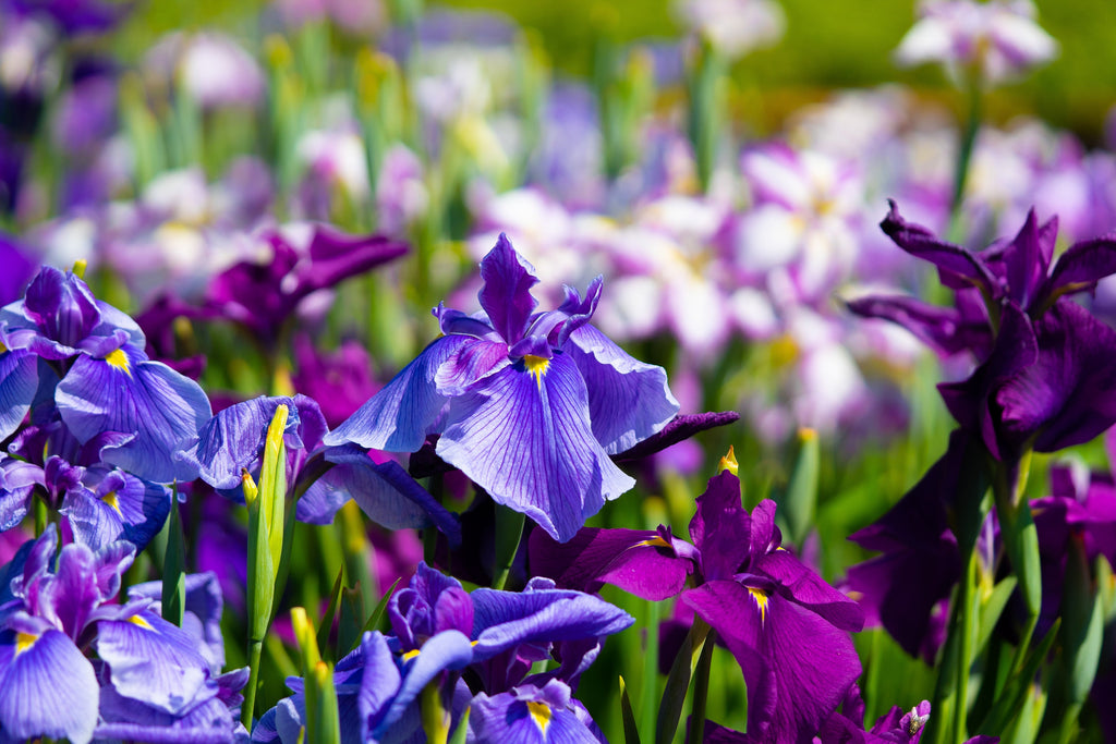 Iris ensata 'Breeders Mix'