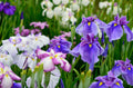 Iris ensata 'Breeders Mix'