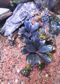 Bucephalandra brownie purple