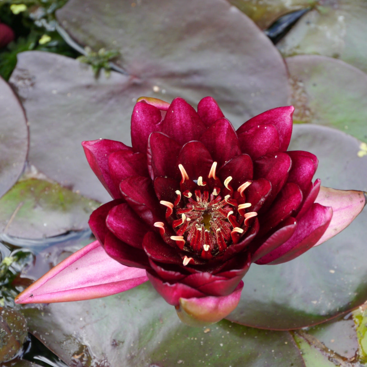 Nymphaea 'Burgundy Princess'
