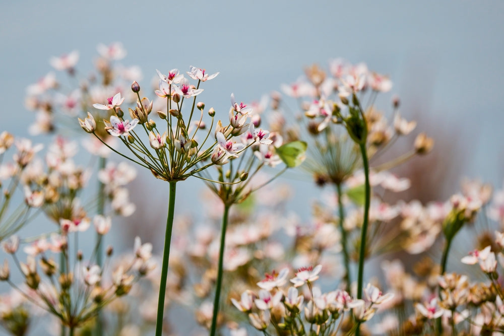 Butomus umbellatus