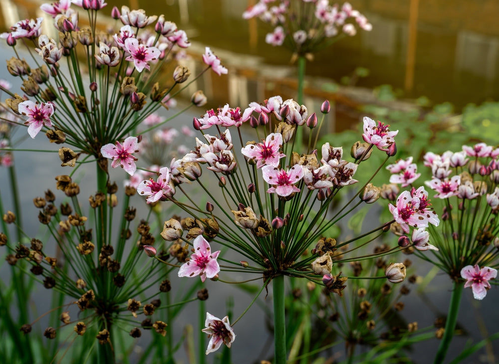 Butomus umbellatus