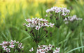 Butomus umbellatus 'Schneeweisschen'