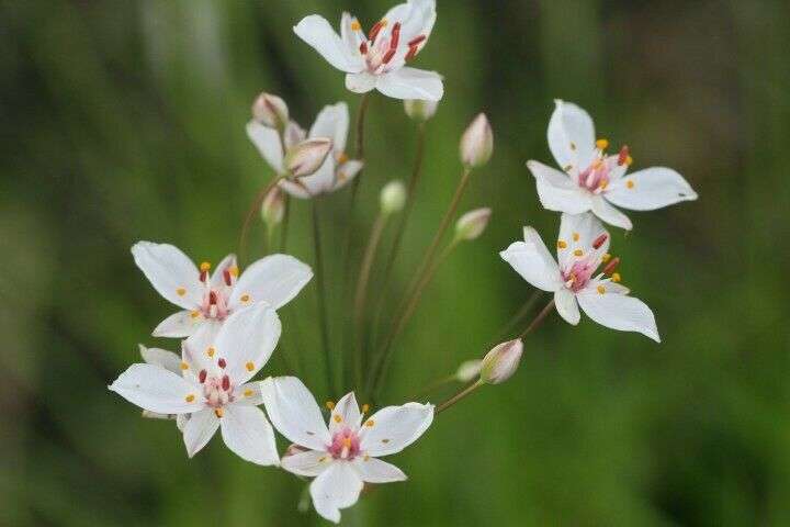 Butomus umbellatus 'Schneeweisschen'