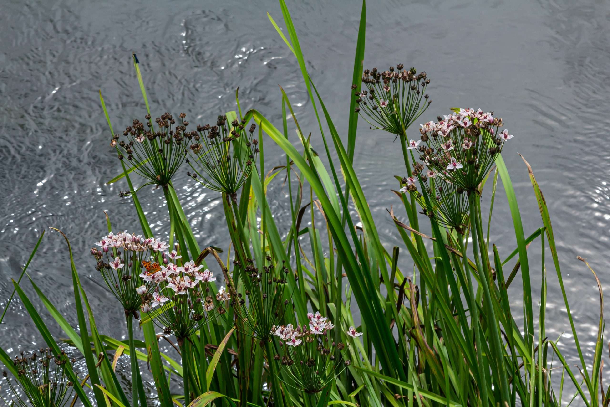 Butomus umbellatus