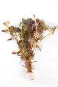Cabomba piauhyensis