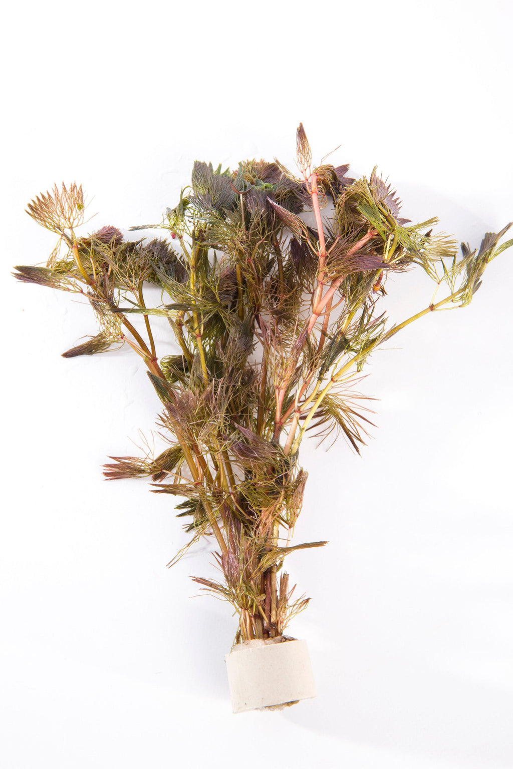 Cabomba piauhyensis