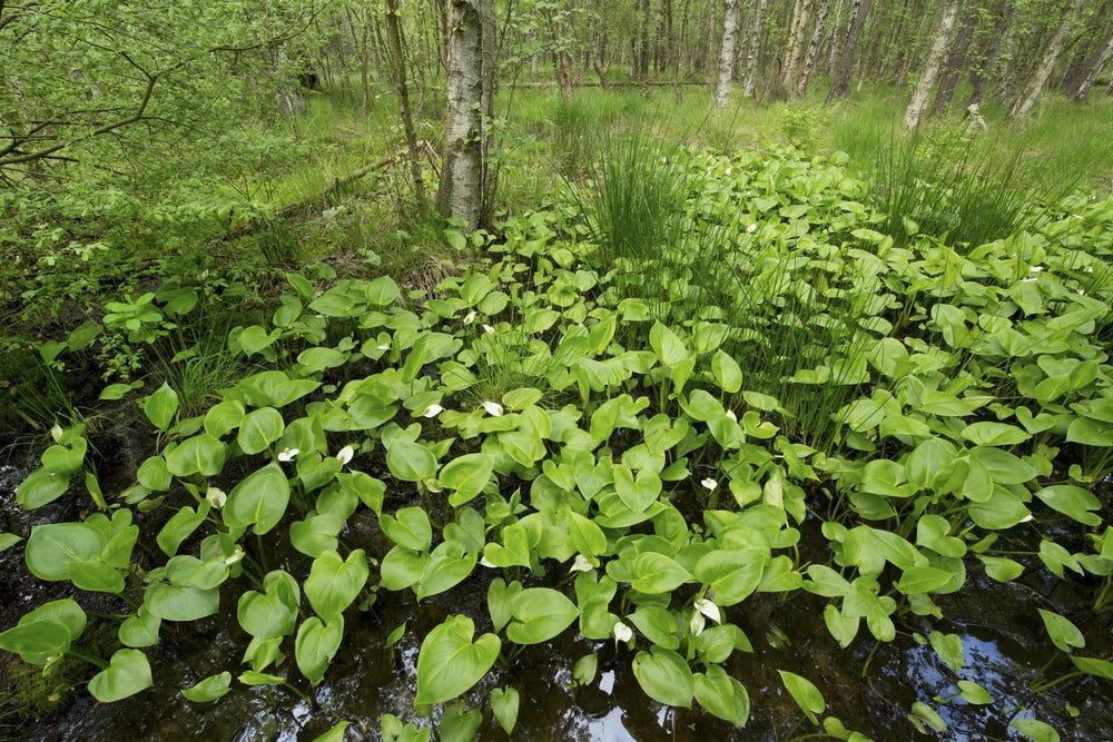 Calla palustris
