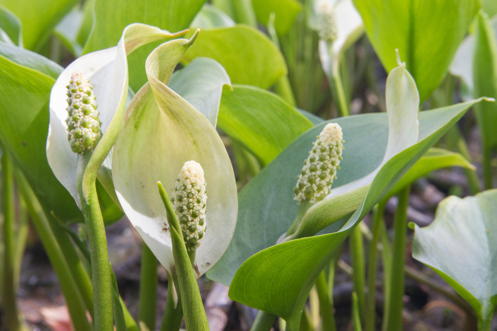 Calla palustris