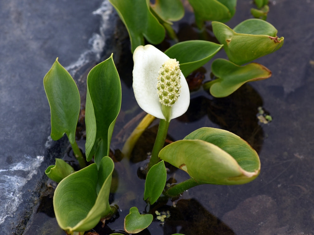 Calla palustris