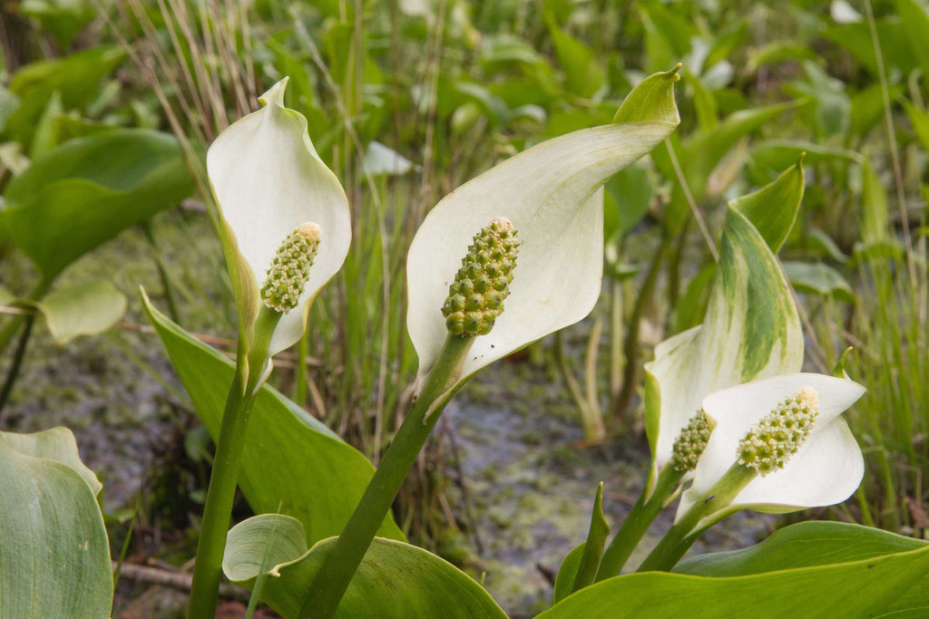 Calla palustris