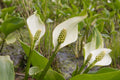 Calla palustris