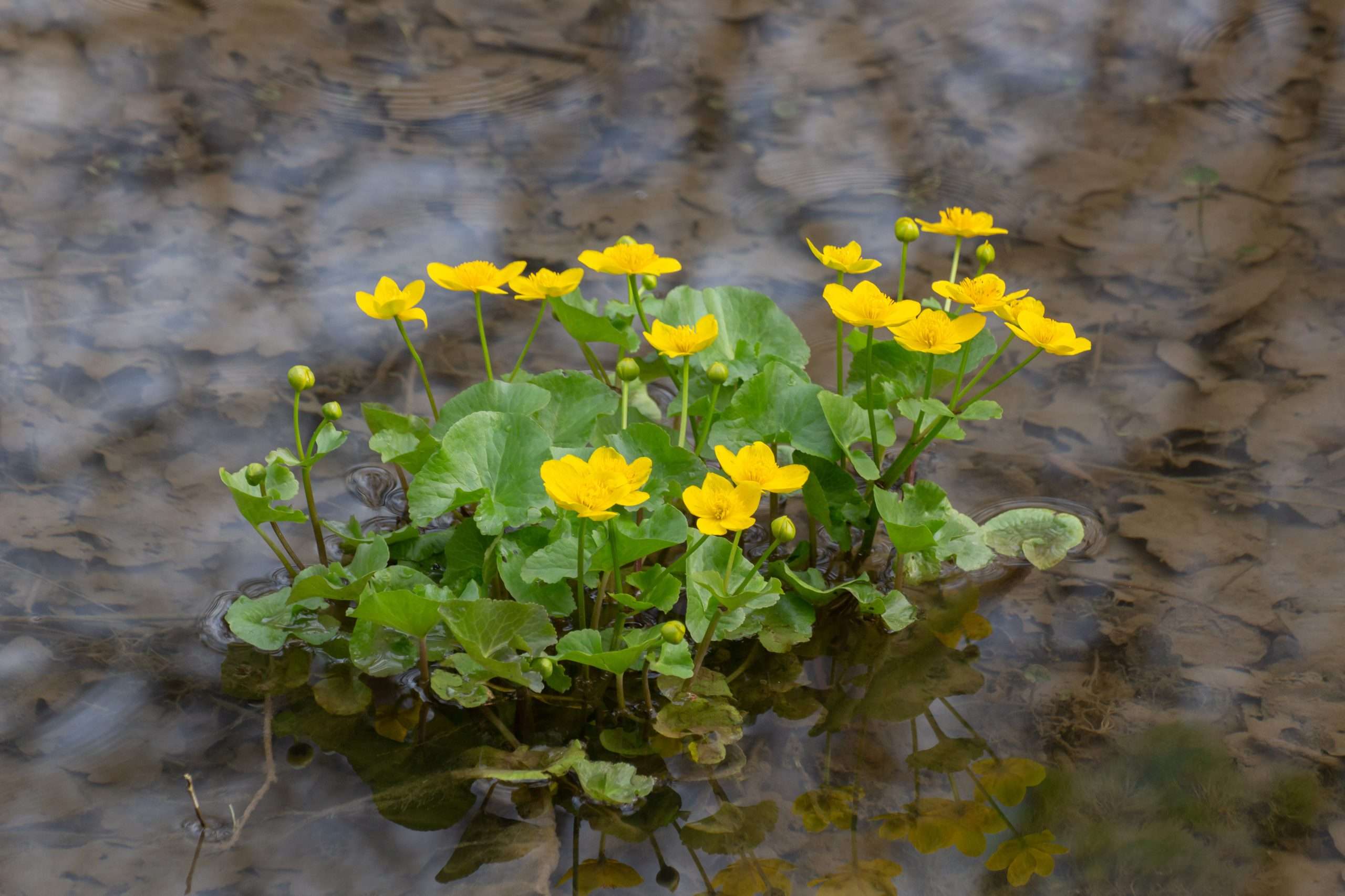 Caltha palustris