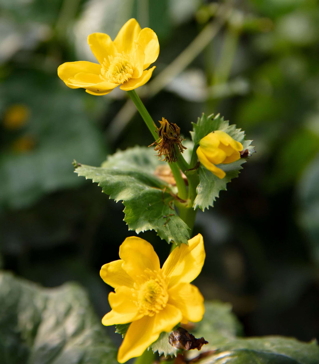 Caltha palustris