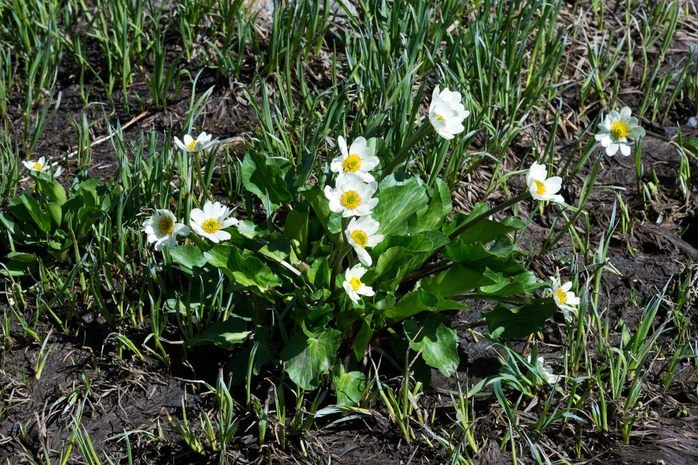 Caltha palustris var. leptosepala