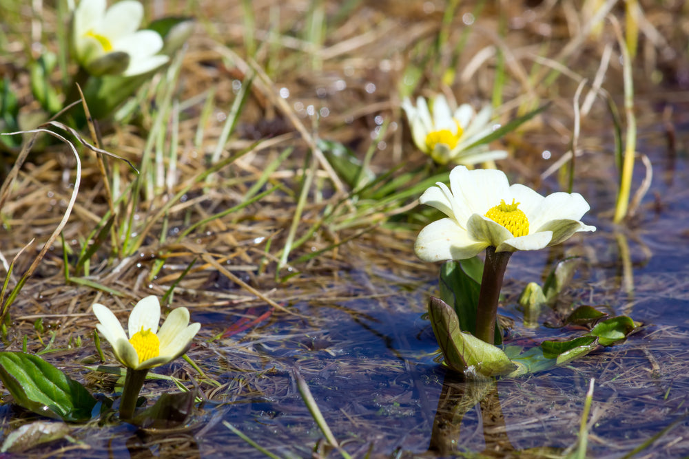 Caltha palustris var. leptosepala
