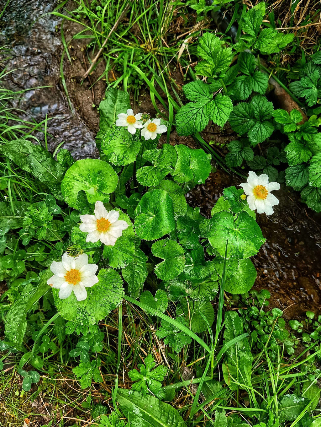 Caltha palustris var. leptosepala