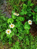 Caltha palustris var. leptosepala