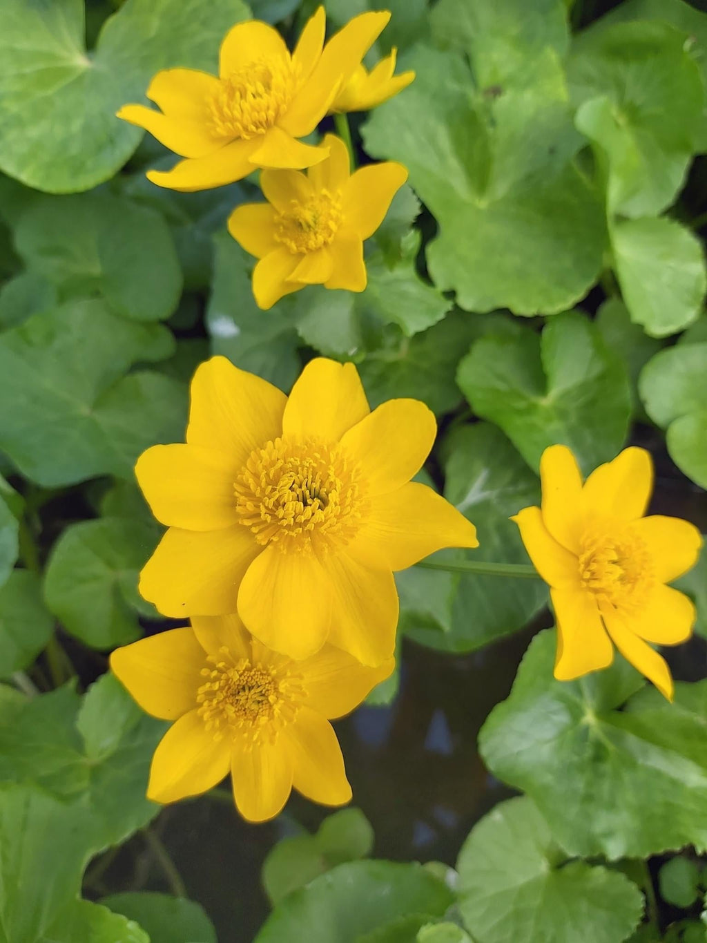 Caltha palustris polypetala