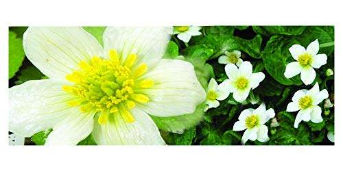Caltha palustris alba