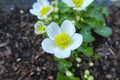 Caltha palustris alba