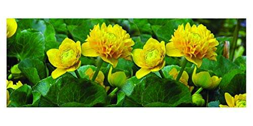 Caltha palustris plena