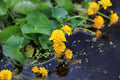 Caltha palustris plena