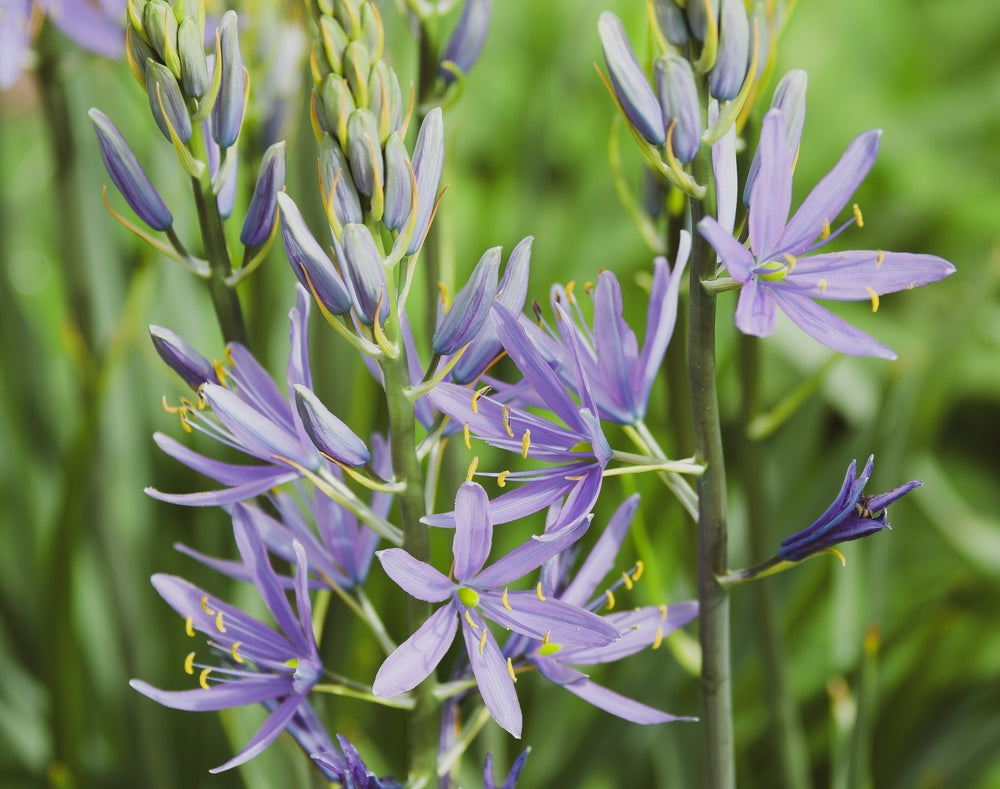 Camassia esculenta 'Quamash'
