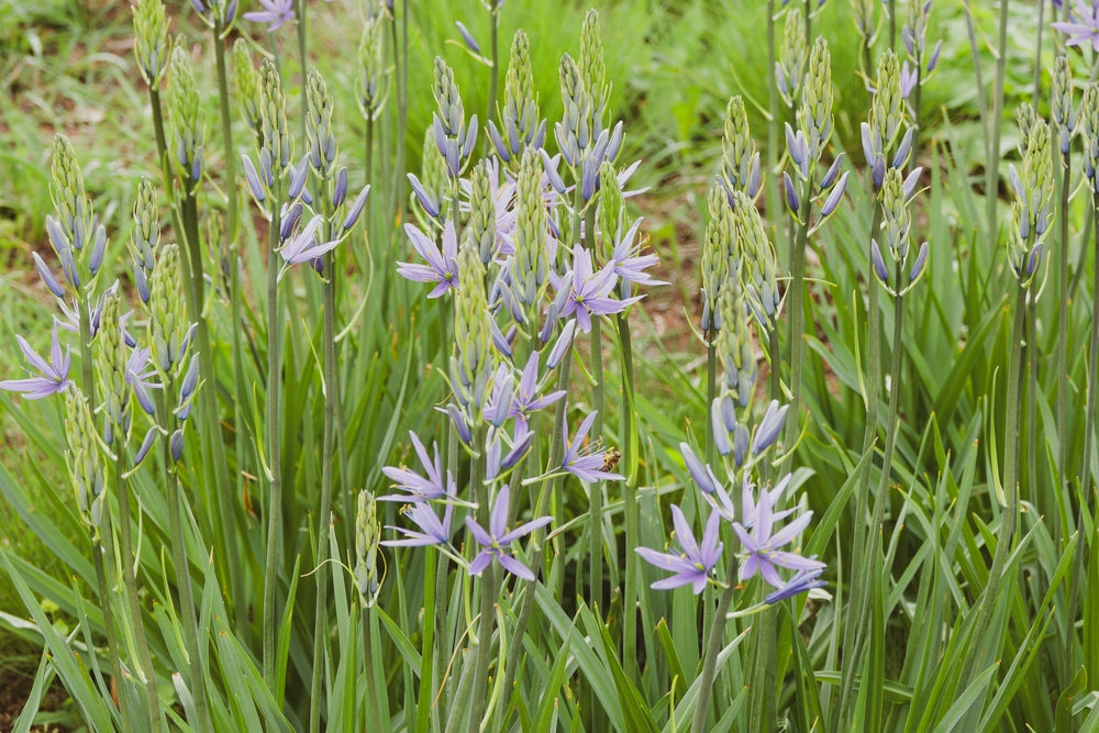 Camassia esculenta 'Quamash'