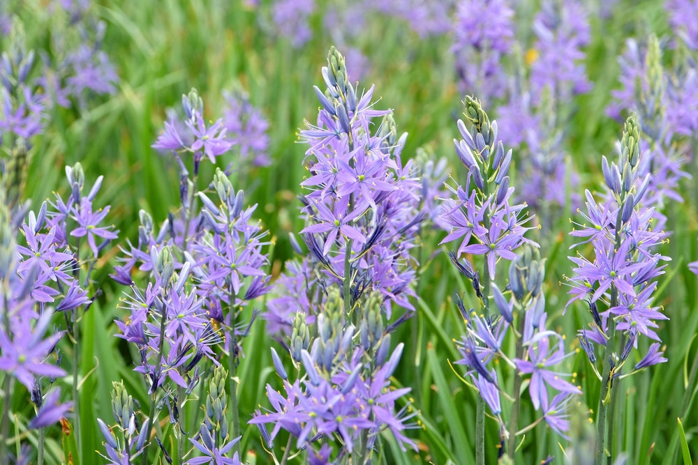 Camassia esculenta 'Quamash'