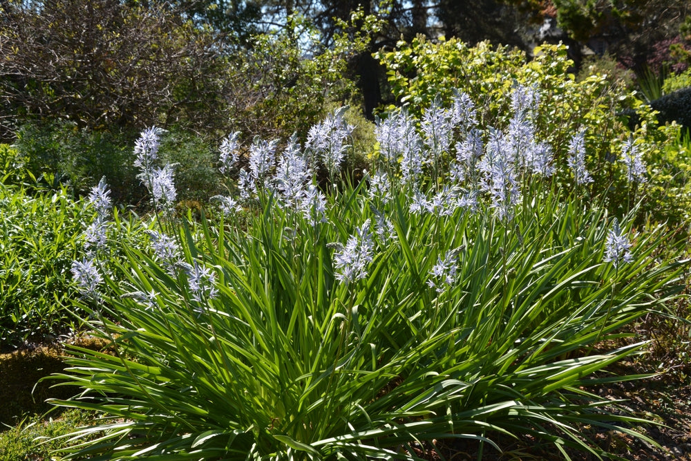 Camassia esculenta 'Quamash'