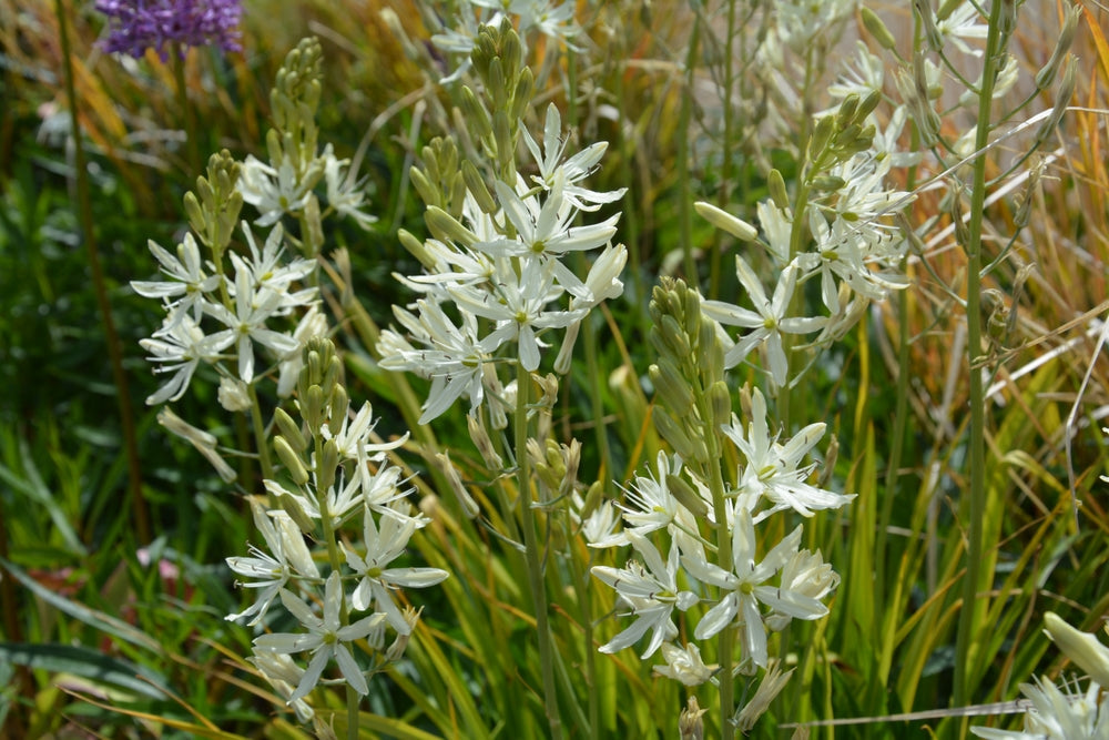 Camassia leichtlinii 'Alba'