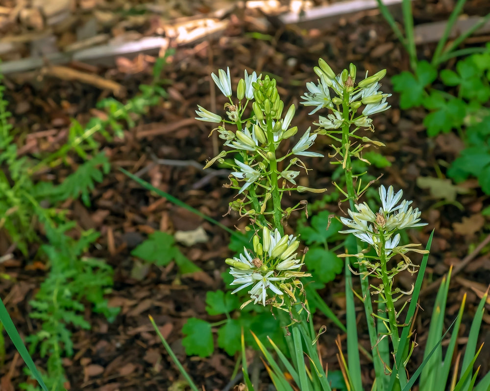 Camassia leichtlinii 'Alba'