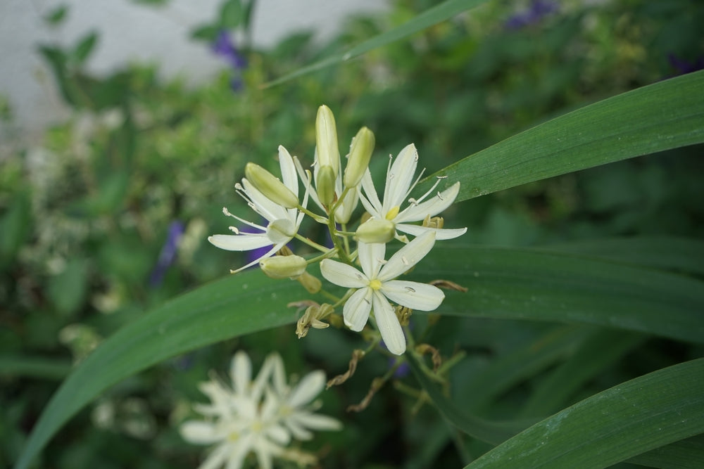 Camassia leichtlinii 'Alba'