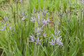 Camassia esculenta 'Quamash'