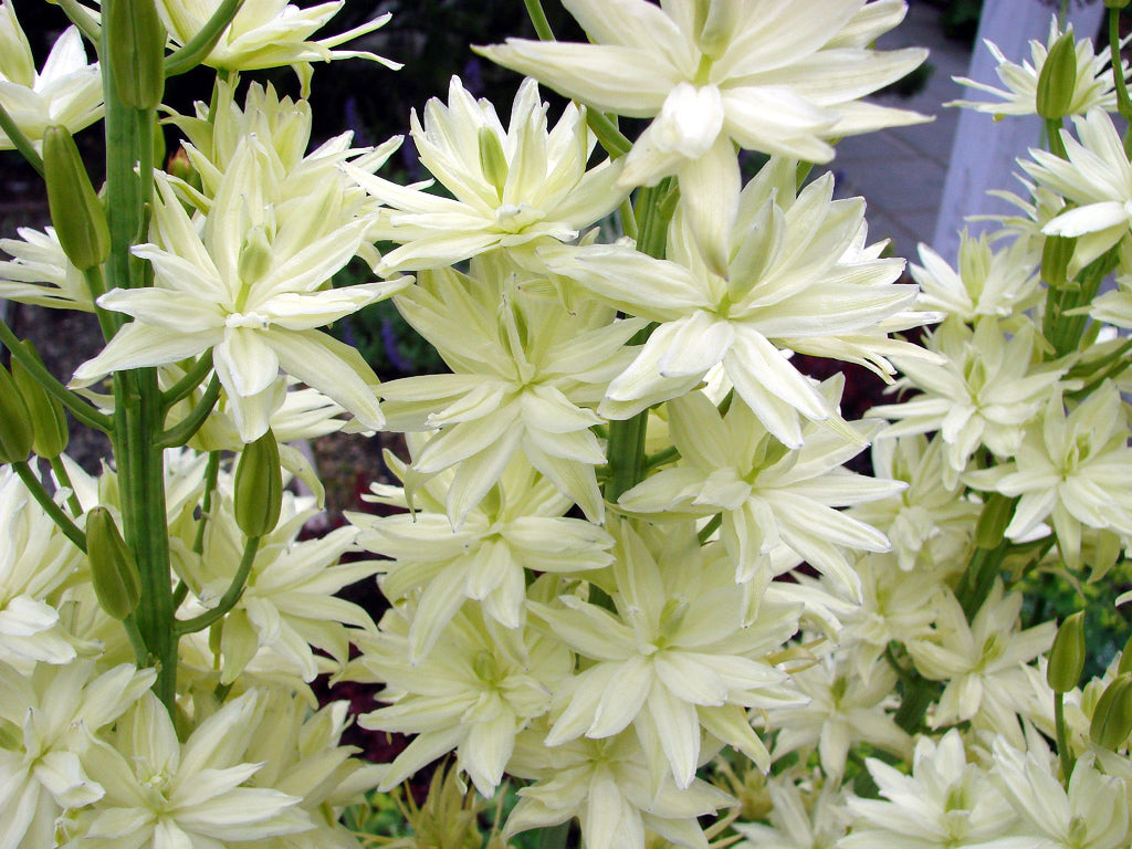 Camassia leichtlinii 'Alba'