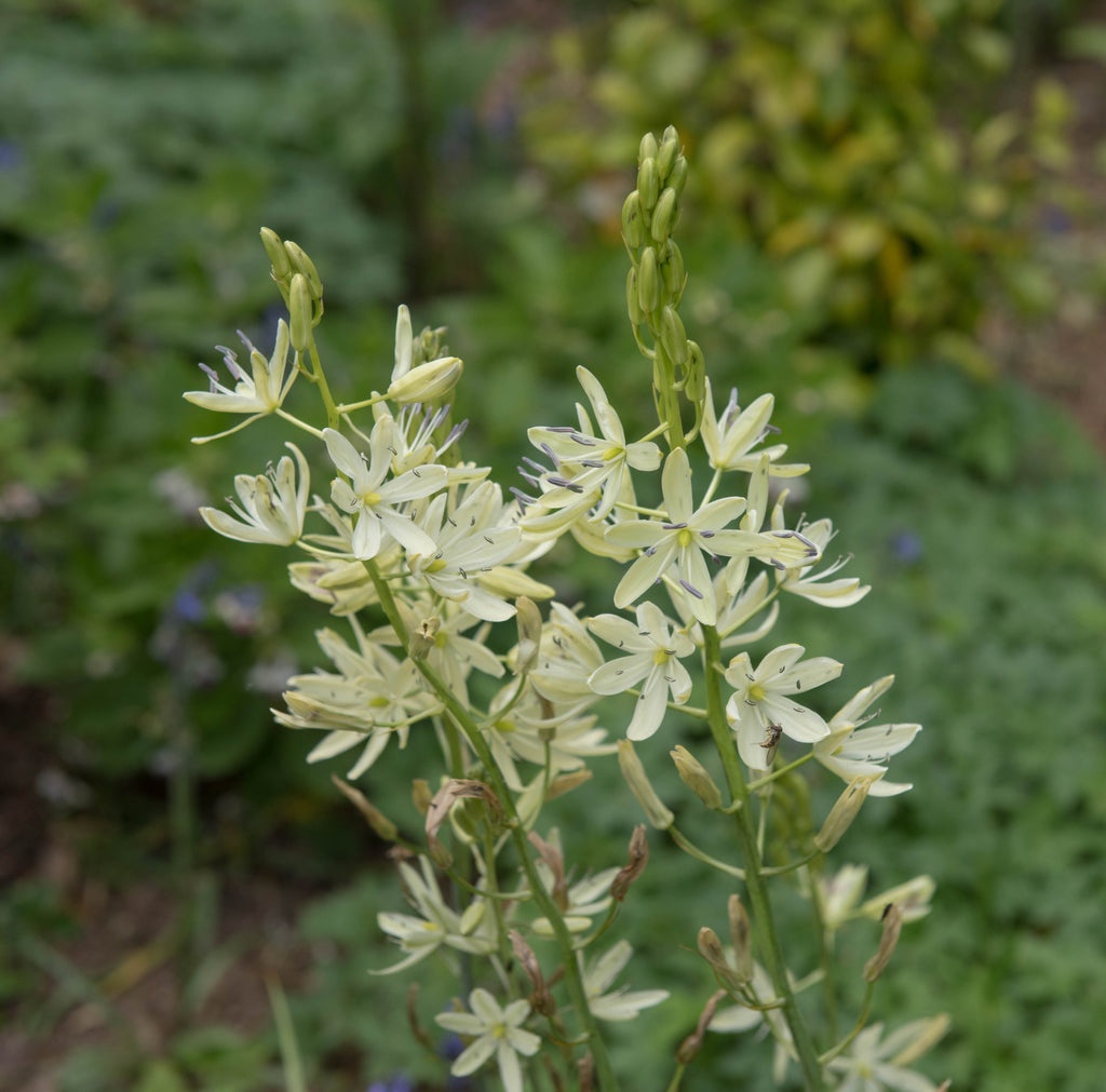 Camassia leichtlinii 'Alba'