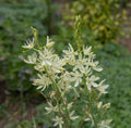 Camassia leichtlinii 'Alba'