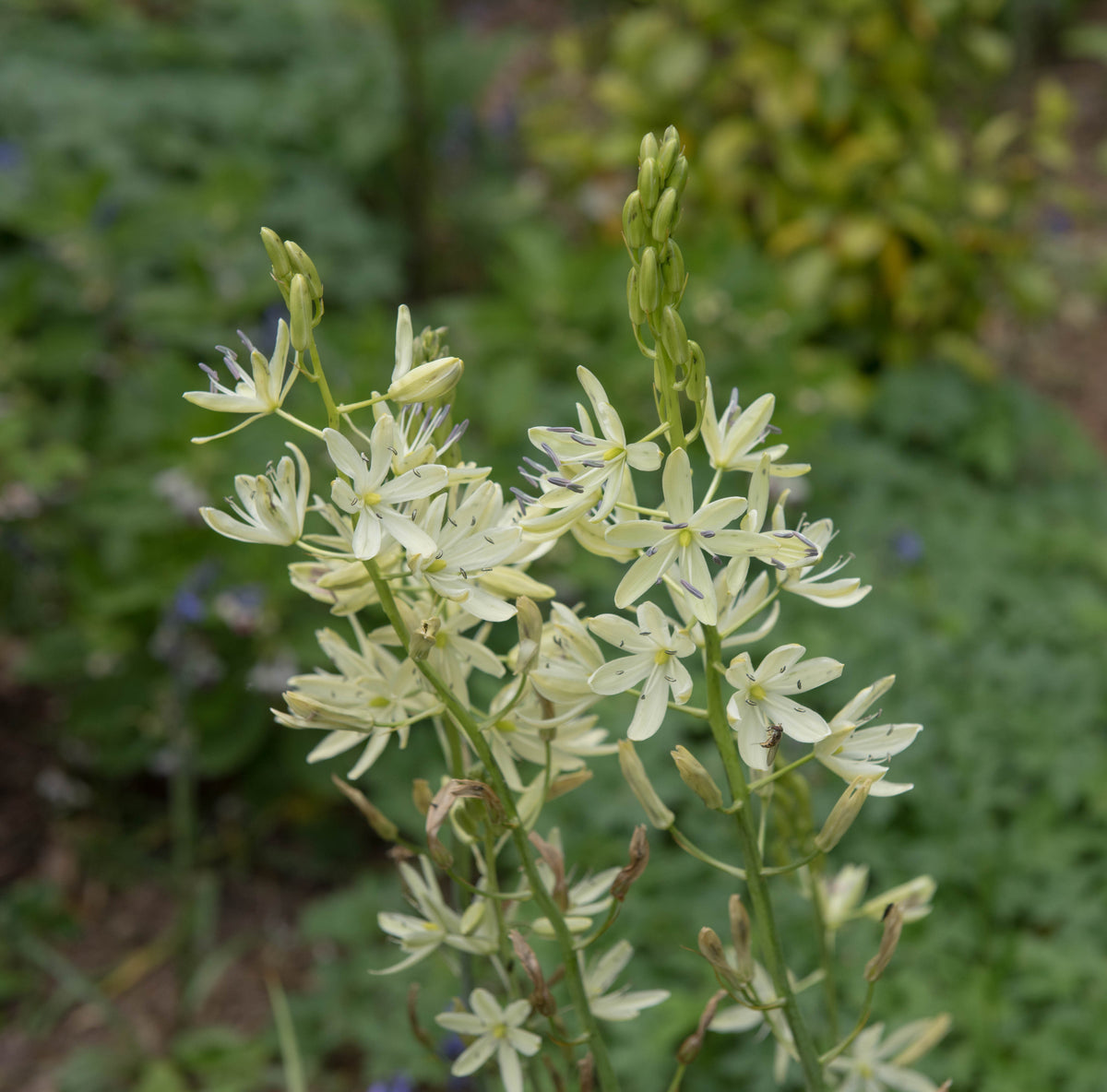 Camassia leichtlinii 'Alba'