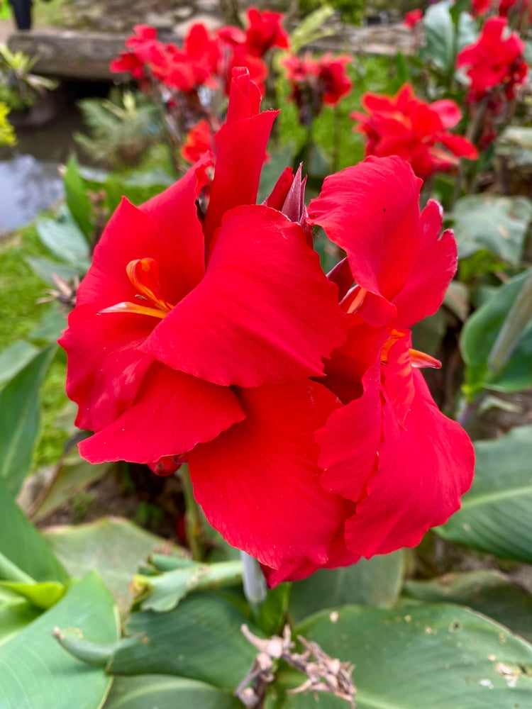 Canna 'Cherry Red'