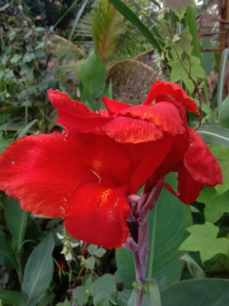 Canna 'Cherry Red'