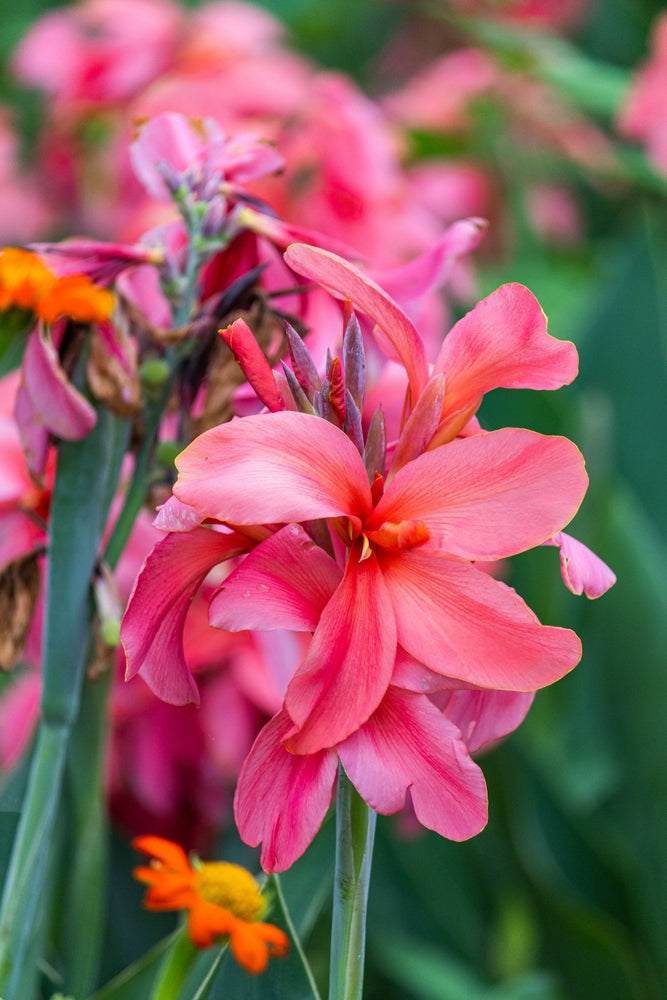 Canna 'Crebas Pink'