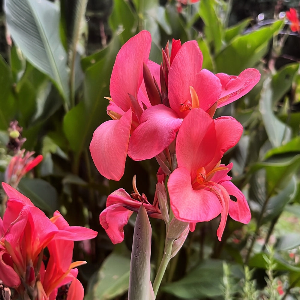 Canna 'Crebas Pink'