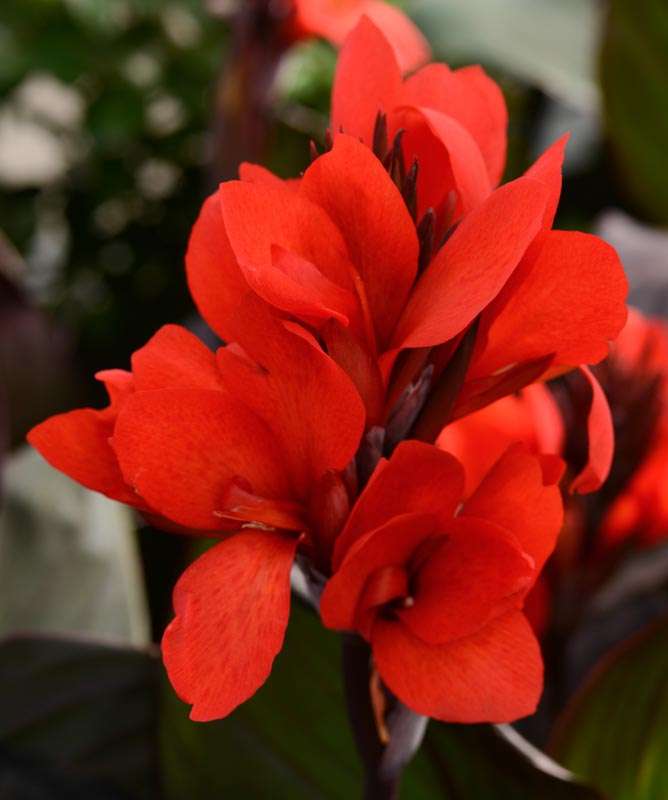 Canna 'Red Star'