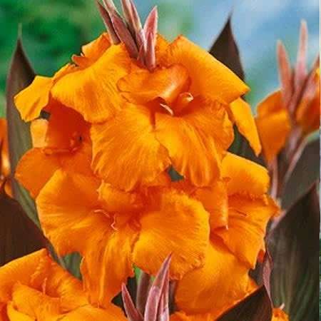 Canna 'Wyoming'