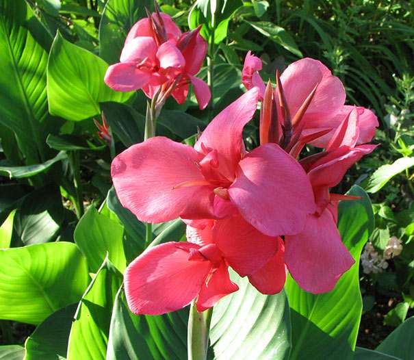 Canna 'Crebas Pink'