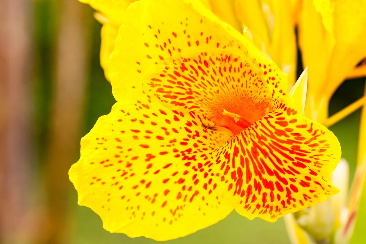 Canna 'Golden Lucifer'