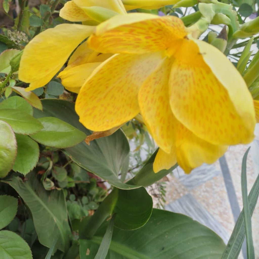 Canna 'Golden Lucifer'