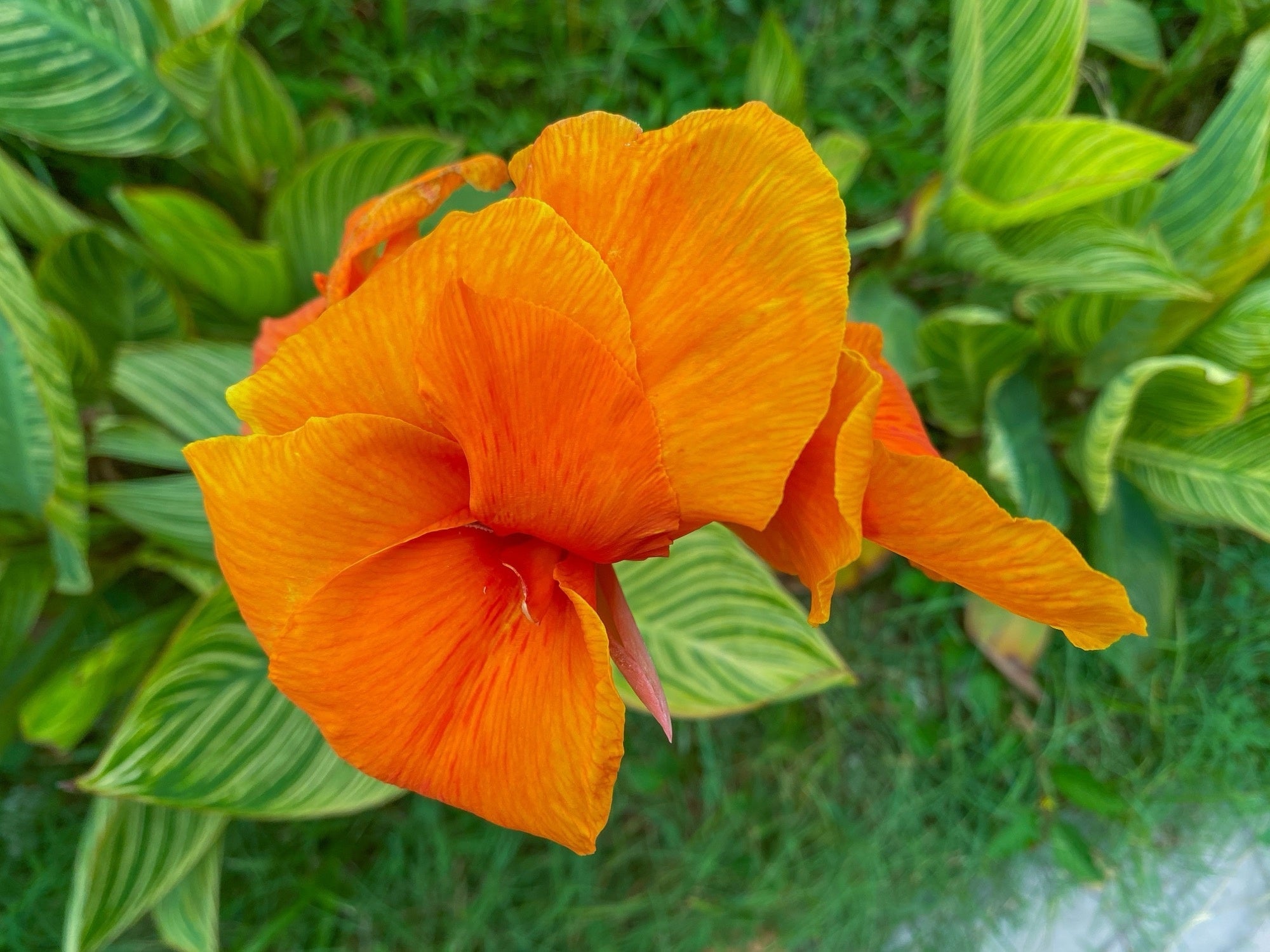 Canna 'Pretoria'