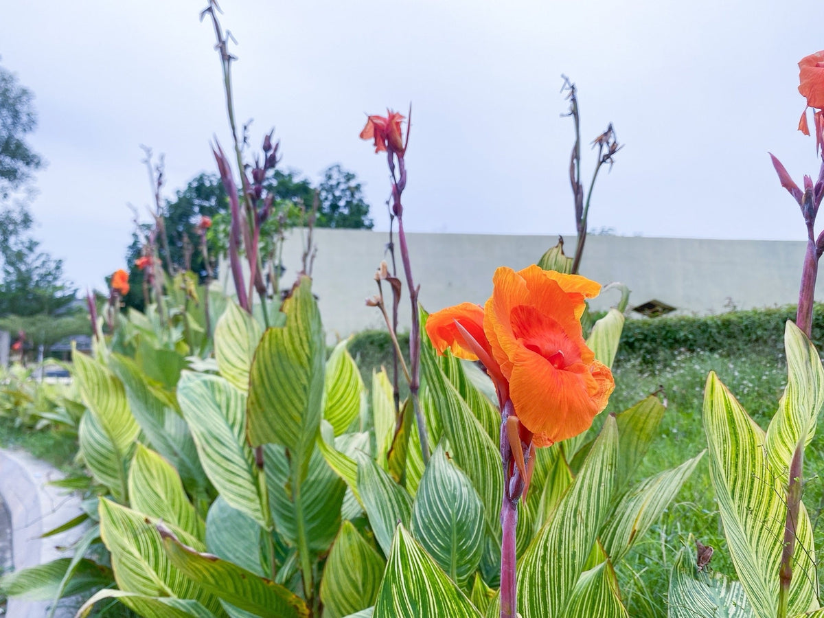 Canna 'Pretoria'